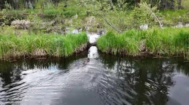 Kanada Kayalıklarında Kunduz