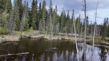 Kanada Kayalıklarında Kunduz