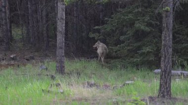 Çakal ve porsuk birlikte avlanıyor.
