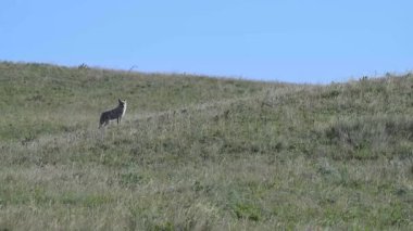 Çakal ve porsuk birlikte avlanıyor.