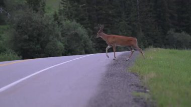 Kanada vahşi doğasında geyik