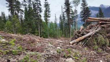 Britanya Kolumbiyası 'na giriş