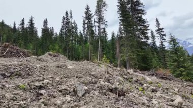 Britanya Kolumbiyası 'na giriş