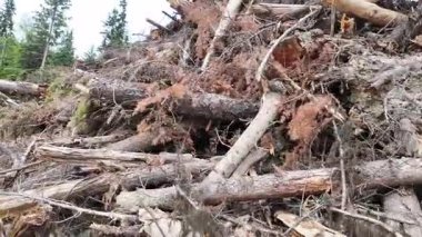 Britanya Kolumbiyası 'na giriş