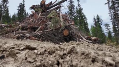 Britanya Kolumbiyası 'na giriş