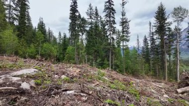 Britanya Kolumbiyası 'na giriş