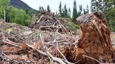 Britanya Kolumbiyası 'na giriş