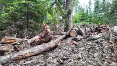 Britanya Kolumbiyası 'na giriş