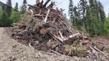 Britanya Kolumbiyası 'na giriş