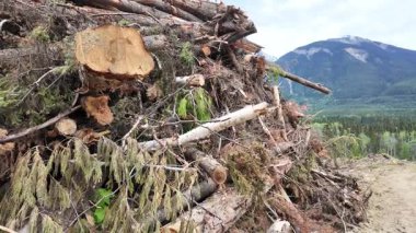 Britanya Kolumbiyası 'na giriş