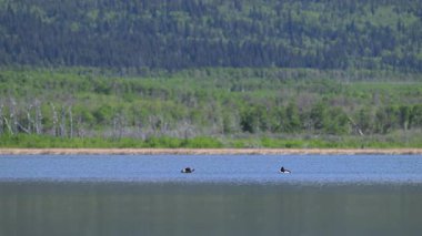 Ördekler, palyaçolar baharda
