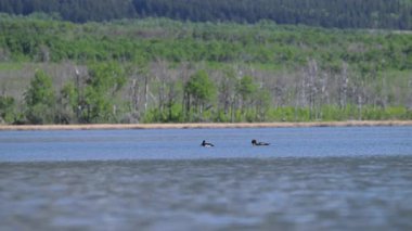 Ördekler, palyaçolar baharda