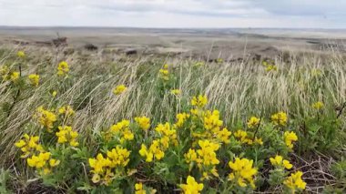 Yazın başlarında Foothill ormanları