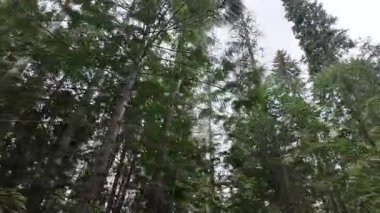 Yazın başlarında Foothill ormanları