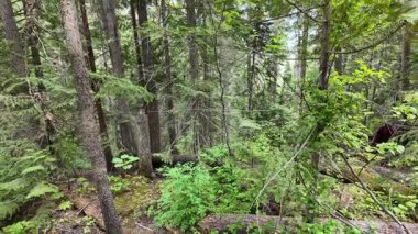 Yazın başlarında Foothill ormanları