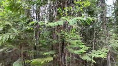 Yazın başlarında Foothill ormanları