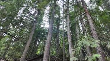 Yazın başlarında Foothill ormanları