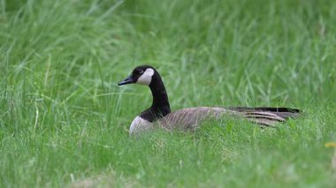 Kanadalı kaz ailesi