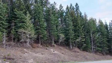 Kızıl tilki yavruları baharda oynuyor.