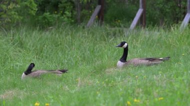 Kanadalı kaz ailesi