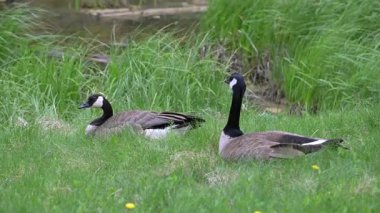 Kanadalı kaz ailesi