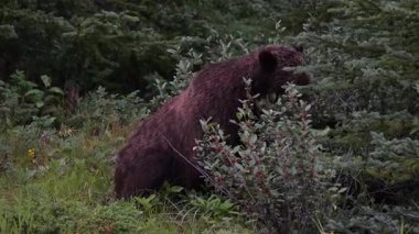 Vahşi doğada boz ayı