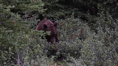 Vahşi doğada boz ayı