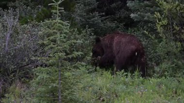 Vahşi doğada boz ayı