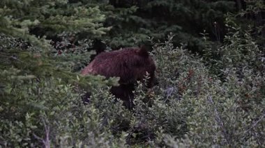 Vahşi doğada boz ayı