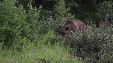 Vahşi doğada boz ayı
