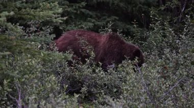 Vahşi doğada boz ayı