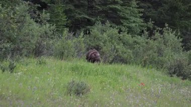 Vahşi doğada boz ayı