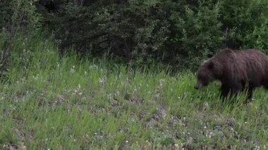Vahşi doğada boz ayı