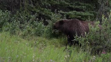 Vahşi doğada boz ayı