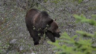 Vahşi doğada boz ayı