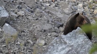 Vahşi doğada boz ayı
