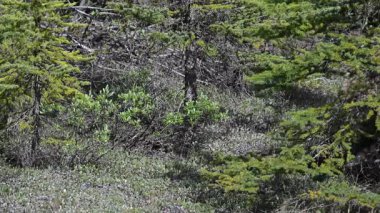 Kanada Kuzey Amerika boz ayısı