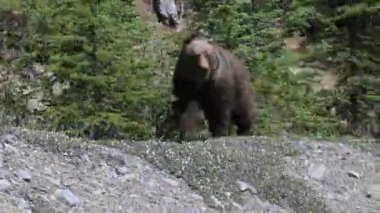 Kanada Kuzey Amerika boz ayısı