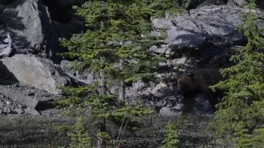 Kanada Kuzey Amerika boz ayısı