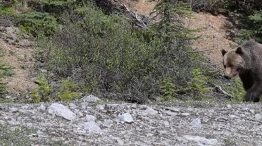 Kanada Kuzey Amerika boz ayısı