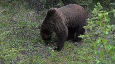 Kanada Kuzey Amerika boz ayısı