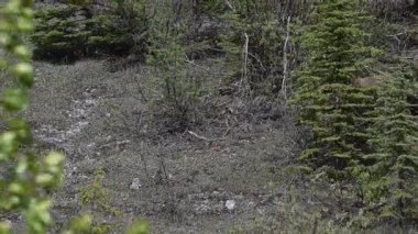 Kanada Kuzey Amerika boz ayısı