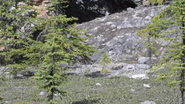 Kanada Kuzey Amerika boz ayısı