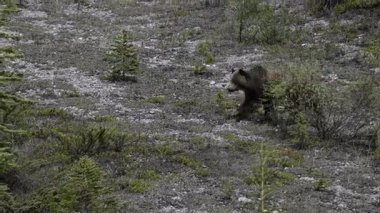 Kanada Kuzey Amerika boz ayısı