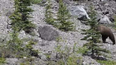 Kanada Kuzey Amerika boz ayısı