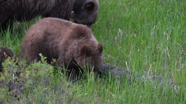 Kanada Kayalıklarında baharda boz ayı