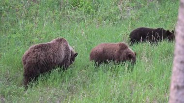 Kanada Kayalıklarında baharda boz ayı