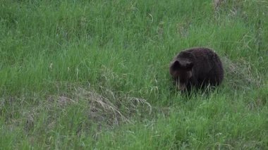 Kanada Kayalıklarında baharda boz ayı