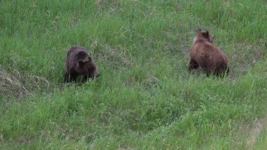 Kanada Kayalıklarında baharda boz ayı