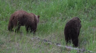 Kanada Kayalıklarında baharda boz ayı